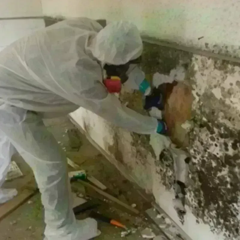 Mold Remediation and Removal in Van Buren County, TN